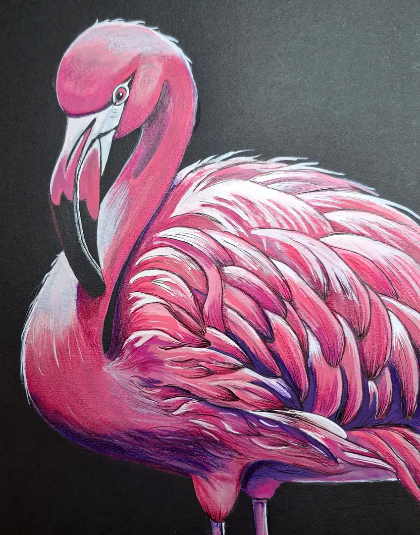 flamant noir03
